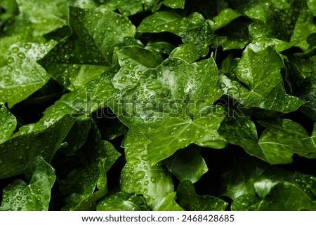 Image, Stock Photo Water drops bouncing off a lupine leaf