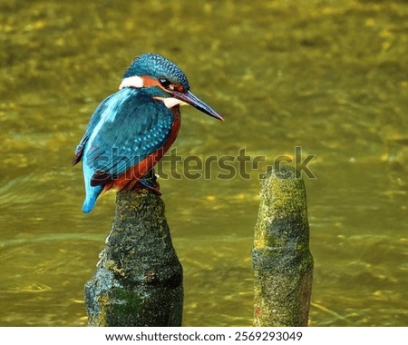 Similar – Image, Stock Photo Riverbank Kingfisher