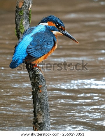 Similar – Image, Stock Photo Riverbank Kingfisher