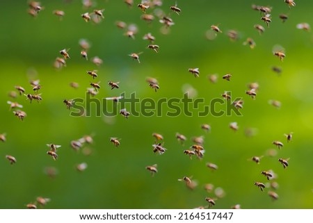 Swarm of bees in flight, background image of swarm of bees Foto stock © 
