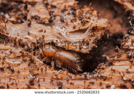 Image, Stock Photo Bark beetle Bark-beetle