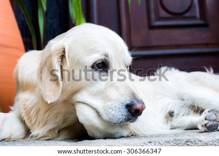 alone dog, golden retriever abandoned