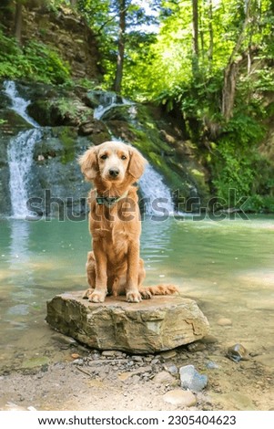 Similar – Image, Stock Photo Dog on the rocks at sunrise