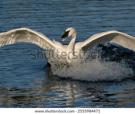 Similar – Image, Stock Photo Swans on a landing stage