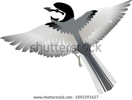 Japanese Pied Wagtail 'White Wagtail' , vector illustration