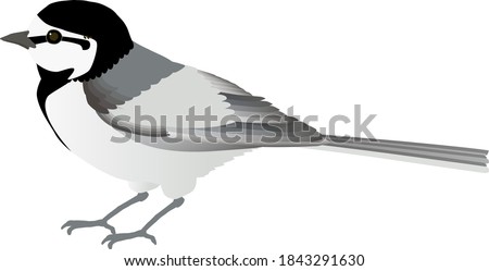 Japanese Pied Wagtail 'White Wagtail' , vector illustration