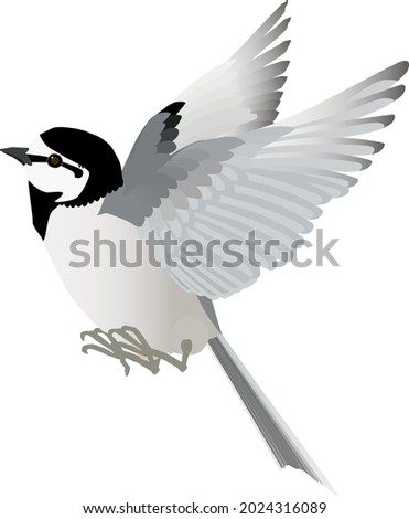 Flying little bird White Wagtail vector illustration