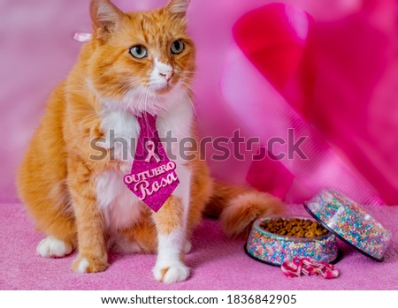 A yellow cat with a tie that says: 'pink october' (outubro rosa, pet)  in portuguese. 'Pink october' is a public  pet campaign in favor of breast cancer prevention in Brazil. Imagine de stoc © 