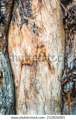 wood cross section, backgrounds bark and crack wood texture