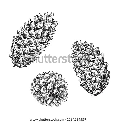 Similar – Image, Stock Photo fir cones