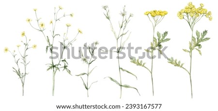 Similar – Image, Stock Photo The buttercup