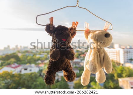 Hanging  and dry out together Dog and Bear dolls friend after wash with sunlight