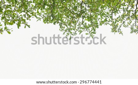 space white background for text with abstacts of  Ivory coast almond tree branch and leaf isolated on white background