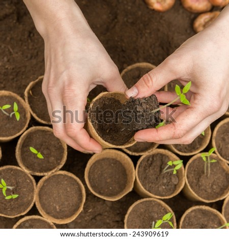 Planting tomatoes in Jiffy pots