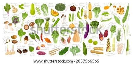 Big collection of asian vegetables. Set of fresh delicious vegetarian products, exotic cooking ingredients, healthy food. Bundle of hand-drawn cartoon isolated vector illustrations.