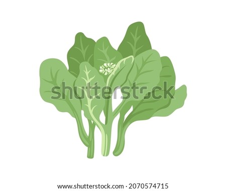Chinese broccoli. Gai Lan, Kai Lan, Chinese kale. Fresh leafy green vegetable. Asian ingredient. Healthy natural vegetarian food. Hand drawn flat vector illustration. Imagine de stoc © 