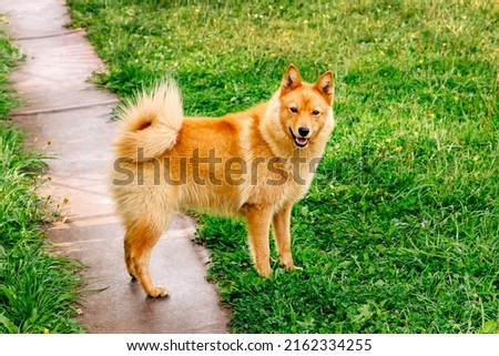 Pet. Red-haired dog. Finnish Spitz. Background green glade and grass. Hunting, service Karelo-Finnish nimble dog. Karelian Bear Dog. Stock foto © 
