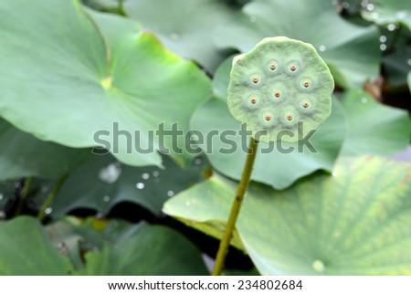 Lotus seed