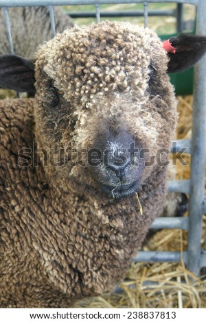 Merino sheep stands in a pen