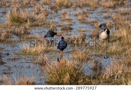 Pukeko birds and a duck in the wetland park