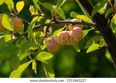 Similar – Image, Stock Photo Fresh Yellow plum mirabelle fruit in plate