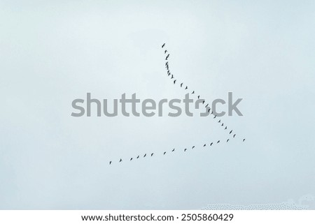 Similar – Image, Stock Photo Crane flight against a cloudy, orange sky. There they fly in the sunrise.