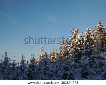 Snow covered fir trees with room for writing - blue sky background