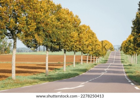 Similar – Image, Stock Photo Tree-lined path off Street