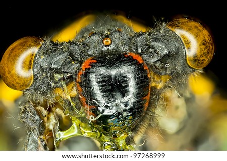 Extreme macro fly bug insect (Cicada speciosa)