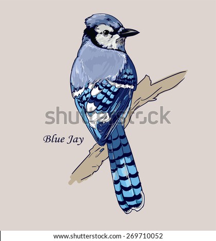 Blue Jay bird Vector Illustration isolated birds. birds flying, animals, bird silhouette, bird vector