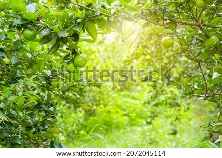 Similar – Image, Stock Photo Green lemons on tree Food