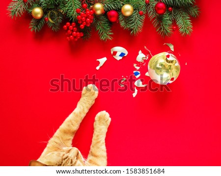 Similar – Image, Stock Photo Cat under the Christmas tree