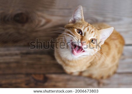 Ginger tabby young cat sitting on a wooden floor looks up, asks for food, meows, smiles close-up, top view, soft selective focus
