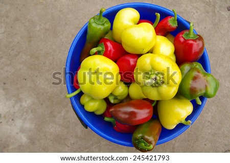 Sweet pepper in a blue bucket/Sweet pepper