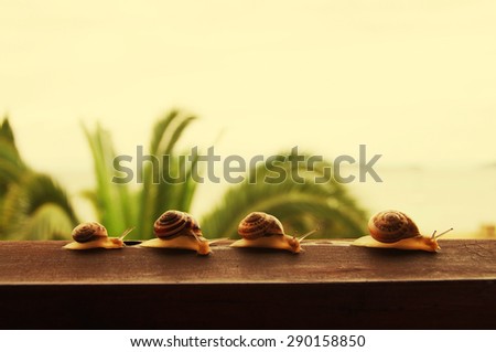 Four snails on a wooden surface in a row against the sea