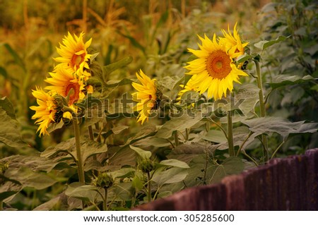 Sunflower in the summer in evening light. Gold flowers. Summer landscape in vintage tones.