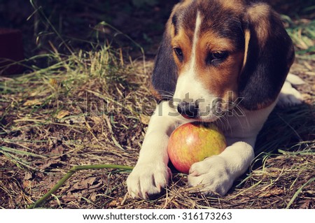 Puppy of Estonian hound gnaws apple