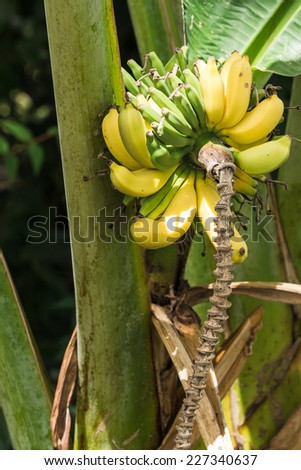 tree banana yellow