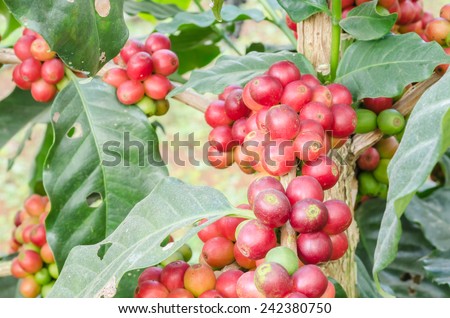 Coffee Plant. Red coffee beans on a branch of coffee tree. Branch of a coffee tree with ripe fruits