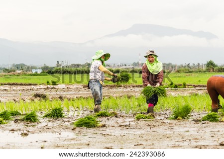 CHIANGMAI,THAILAND -JULY 17,2014 : People planting rice seedlings in a flooded paddy field  on July 17, 2014. It is unusual to see rice planted by hand in Thailand