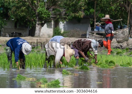Chiangmai, Thailand-JULY 9,2014: family work in rice field