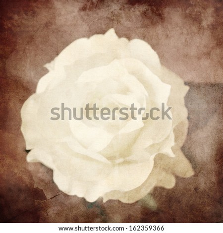 art floral vintage monochrome sepia background with one white rose