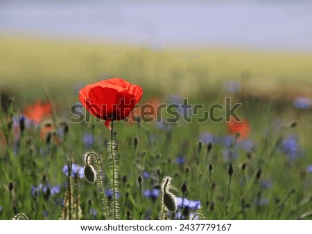 Similar – Foto Bild Rote Mohnblume und Knospen