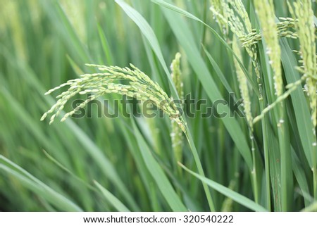 Closeup shot of the growing rice in the rice field.
