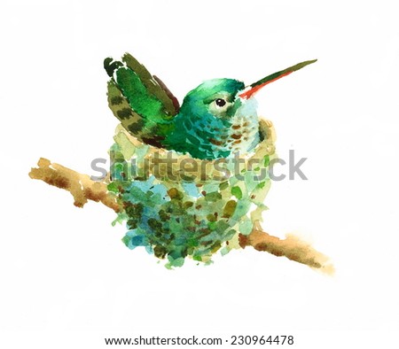 Watercolor Bird Hummingbird In Nest Hand Painted Illustration on white background