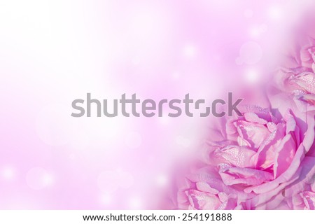 pink rose on pink background texture