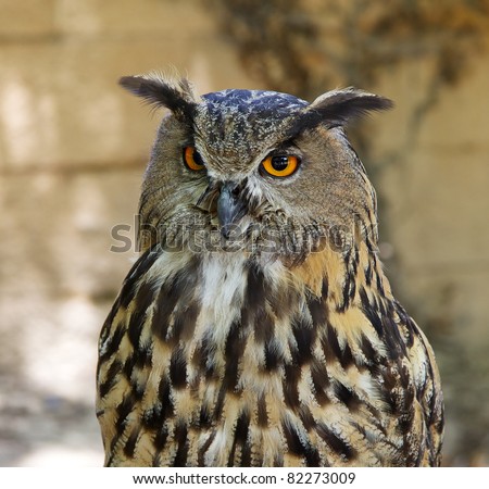 A Royal owl portrait