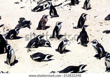 The Penguin Colony on Boulders Beach, just outside of Cape Town in South Africa