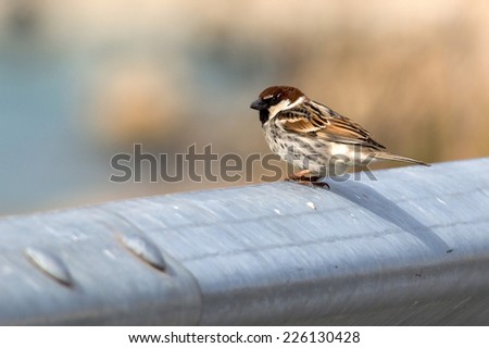Male Spanish sparrow on a crash barrier