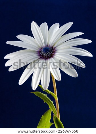 Flower on dark blue background